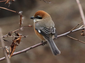 Bull-headed Shrike