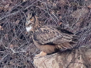 Eurasian Eagle Owl