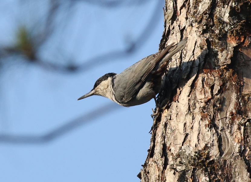 Central and Northern Thailand Birding Tour - Calidris Birding Tours