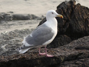 Glaucous-winged Gull - South Korea Winter Birding