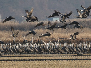 Hooded Cranes