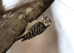 Japanese Pygmy Woodpecker - South Korea Winter Birding Tour