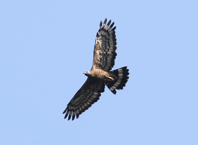 Thailand Raptor Birding Tour - Calidris Birding Tours