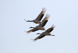 Red-crowned Cranes - South Korea Winter Birding