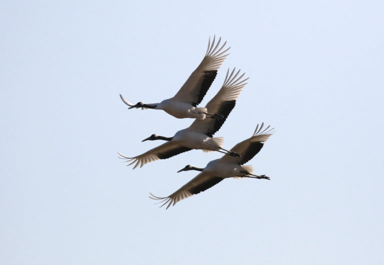 South Korea Winter Birding Tour - Calidris Birding Tours