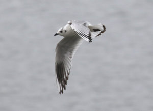 Saunders Gull