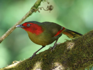 Scarlet-faced Liocichla - Thailand Birding Tours