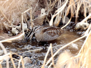 Solitary Snipe - South Korea Winter Birding Tour