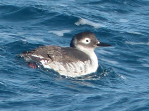 Spectacled Guillemot - South Korea Winter Birding