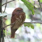 Sumatran Frogmouth