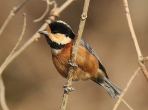 Varied Tit - South Korea Winter Birding Tour