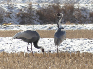 White-naped Crane