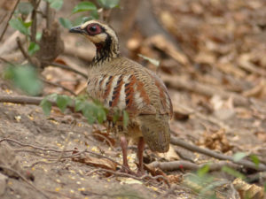 Bar-backed Partridge - Central and Northern Thailand Birding Tour