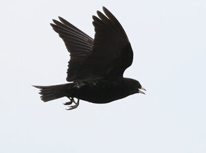 Black Lark - Kazakhstan Birding Tour