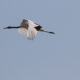 Red-crowned Cranes