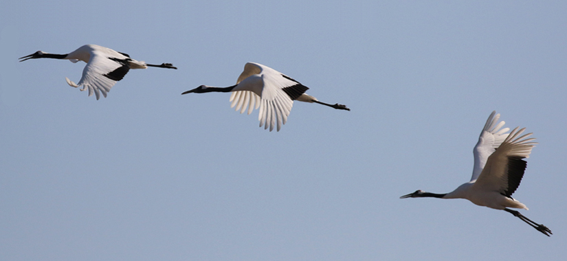 Red-crowned Cranes - South Korea Winter Birding Tour