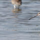 Asian Dowitcher