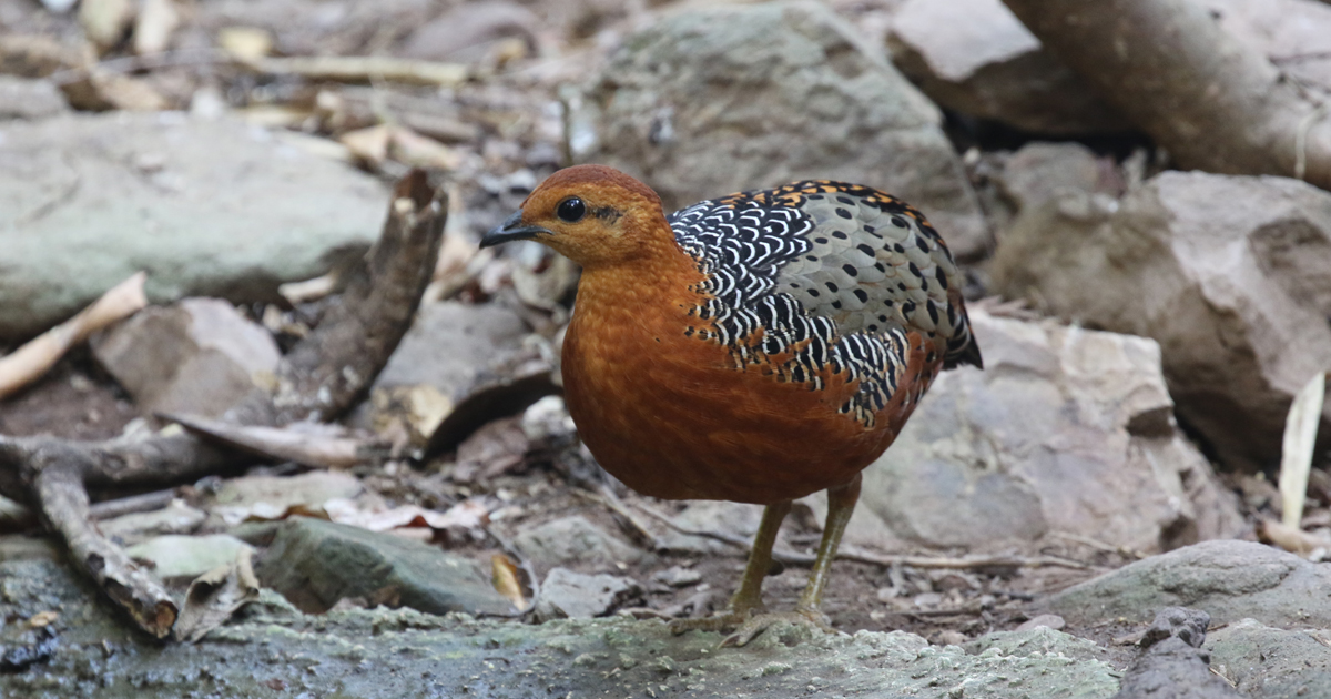 Birding Tour Calendar List Calidris Birding Tours