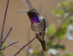 Lucifer Hummingbird - Mexico Rare Endemics Birding Tour