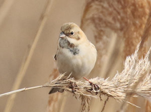 Pallas's Reed Bunting