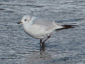 Relict Gull