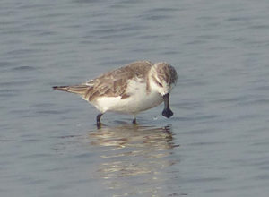 Spoon-billed Sandpiper - Thailand Birding Tour