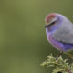 White-browed Tit-warbler