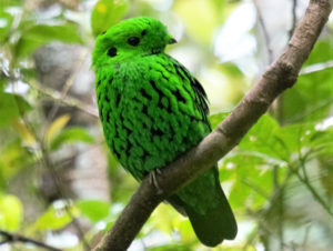 Whitehead's Broadbill - North Borneo Birding Tour