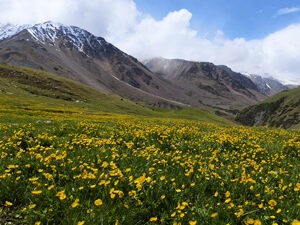 Mountain Meadow, Kyrgyzstan