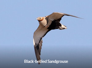 Black-bellied Sandgrouse - Central Asia Birding Tour