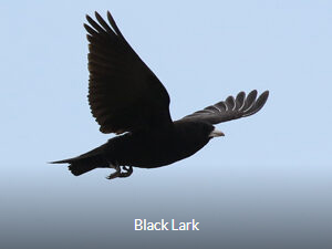 Black lark