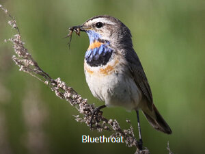 Bluethroat