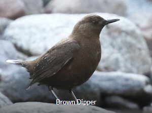 Brown Dipper