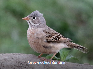 Grey-necked Bunting