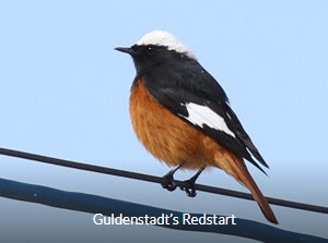 Guldenstadt's Redstart