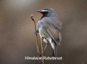Himalayan Rubythroat