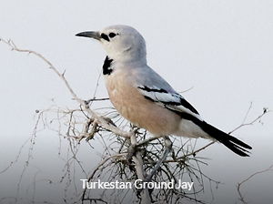 Turkestan Ground Jay - Uzbekistan Birding