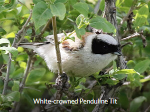 White-crowned Penduline Tit