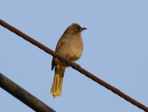 Davison's Bulbul - Myanmar Birding Tour