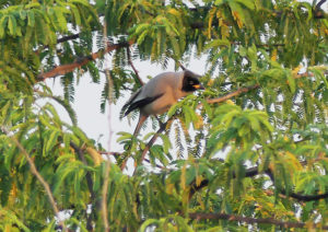 Hooded Treepie - Myanmar Birding Tour