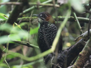 Mrbled Wren Babbler - West Java and Sumatra Birding Tour