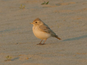 Sand Lark - Myanmar Birding Tour