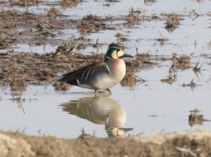 Baikal Teal - South Korea Winter Bird Photography