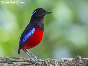 Black-crowned Pitta - Birding tour Borneo