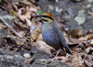 Blue Pitta - Thailand and Vietnam Pittas Birding Tour