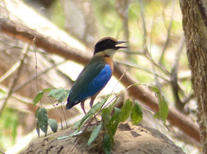 Blue-winged Pitta - Thailand and Vietnam Pittas Birding Tour