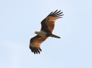 Brahminy Kite - Thailand Raptor Birding Tour
