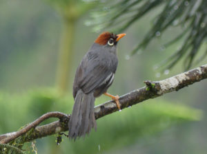 Chestnut-capped Laughingthrush