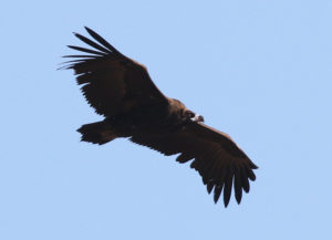 Cinereous Vulture - South Korea Winter Bird Photography Tour