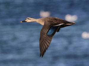 Eastern Spotbilled Duck - South Korea Winter Bird Photography